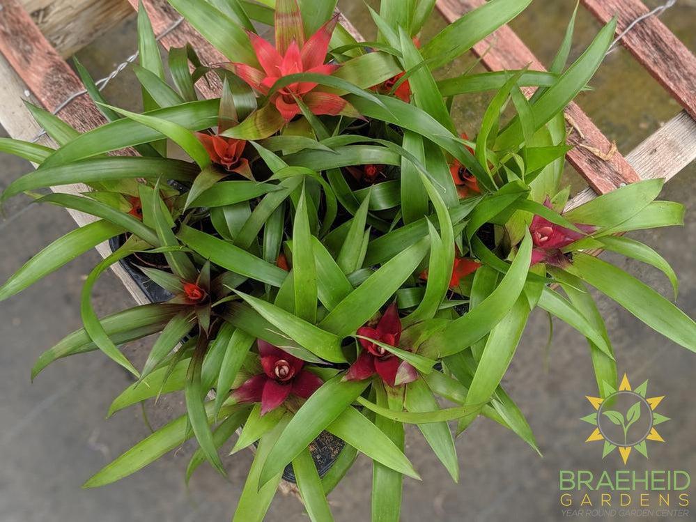 Assorted Bromeliad