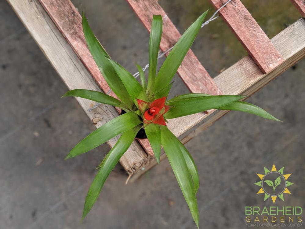 Assorted Bromeliad