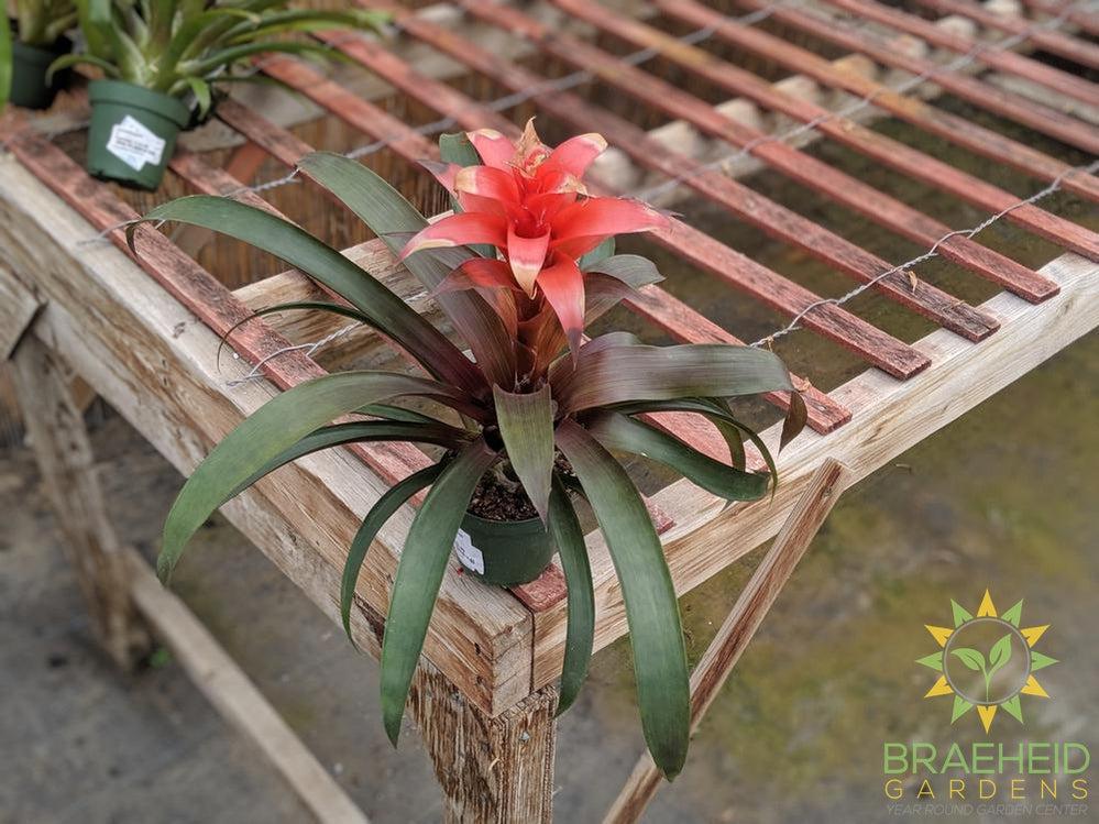 Buy Vivarium plants in Canada online