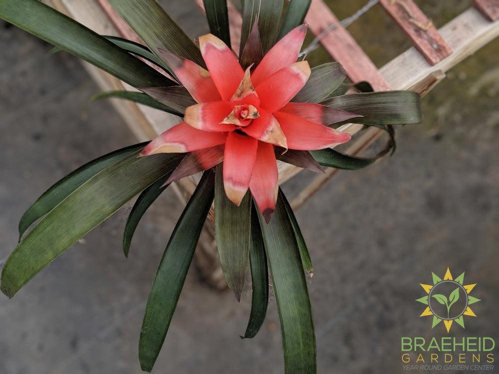 Assorted Bromeliad
