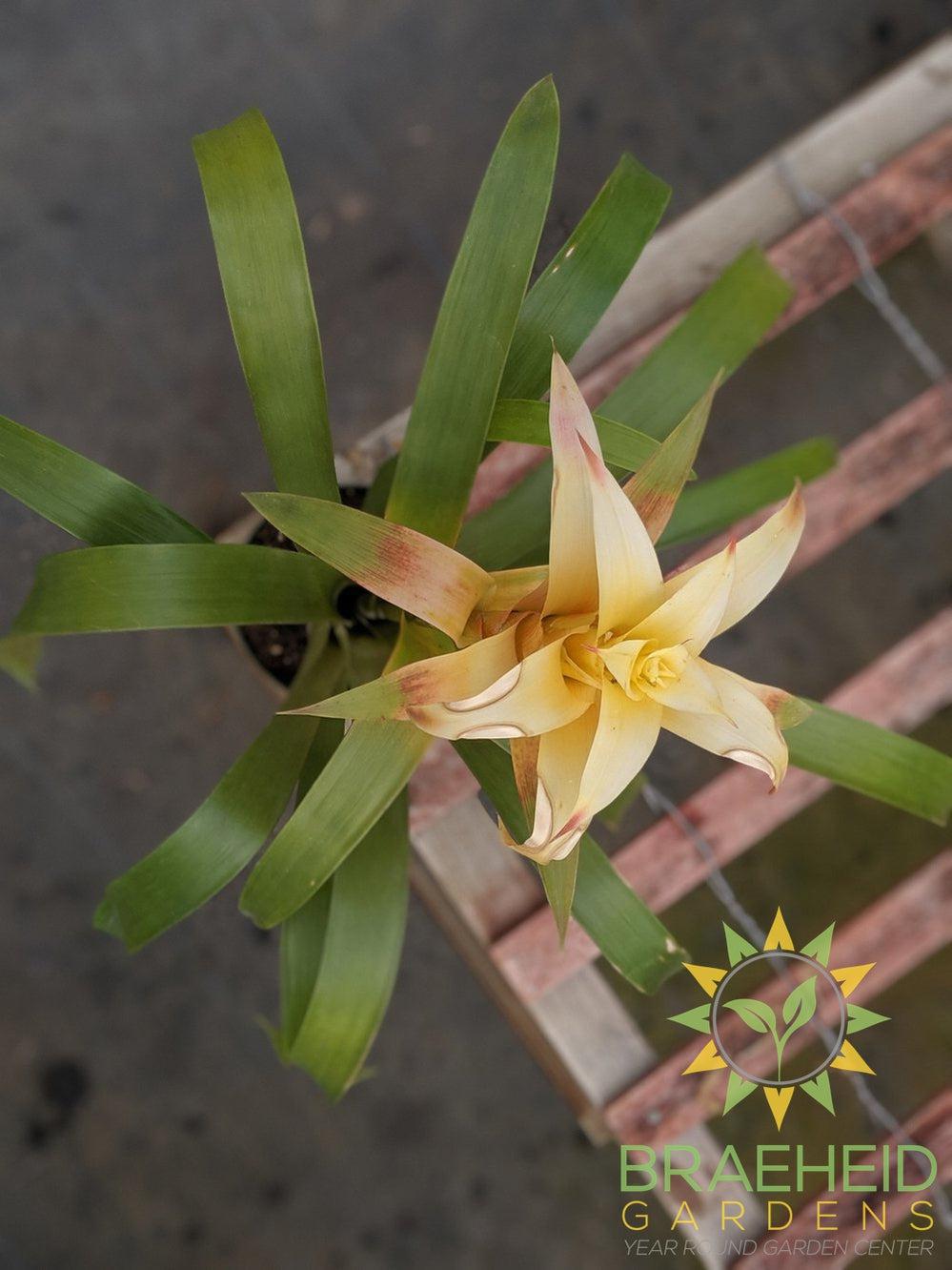 Bromeliad grown in Canada, FREE Shipping