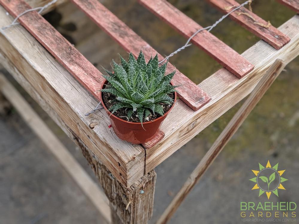 Aloe Aristata
