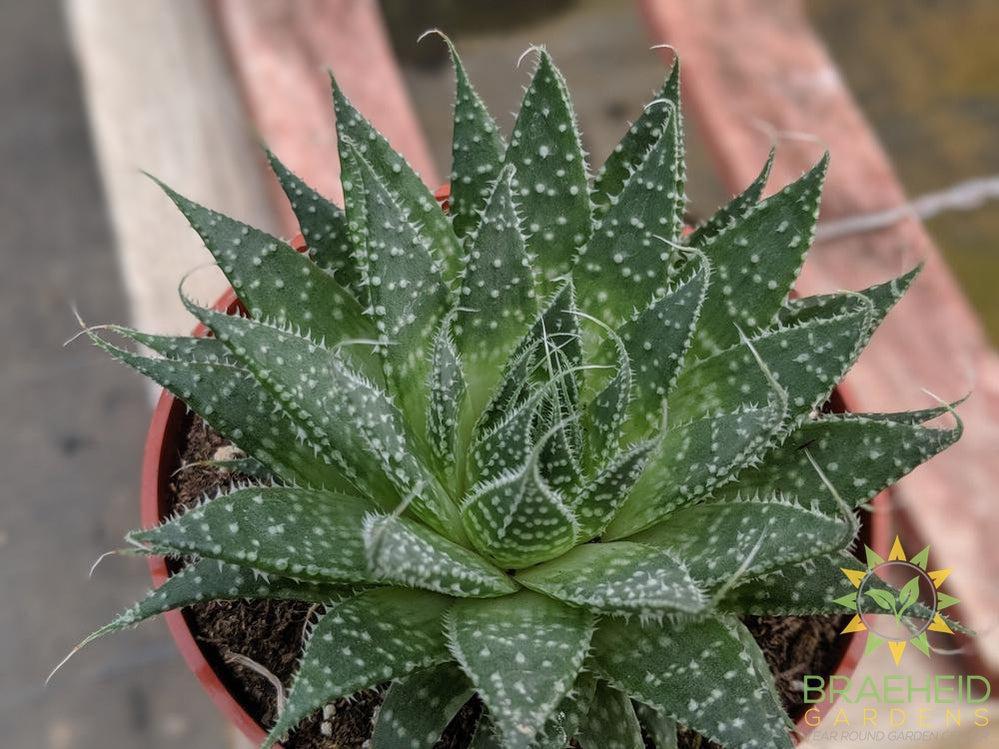 Aloe Aristata