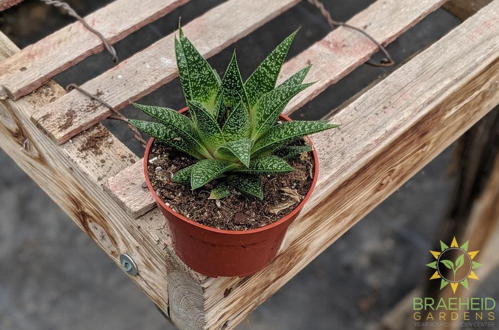 GasterAloe Flow