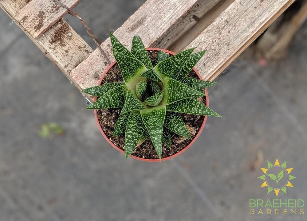 GasterAloe Flow