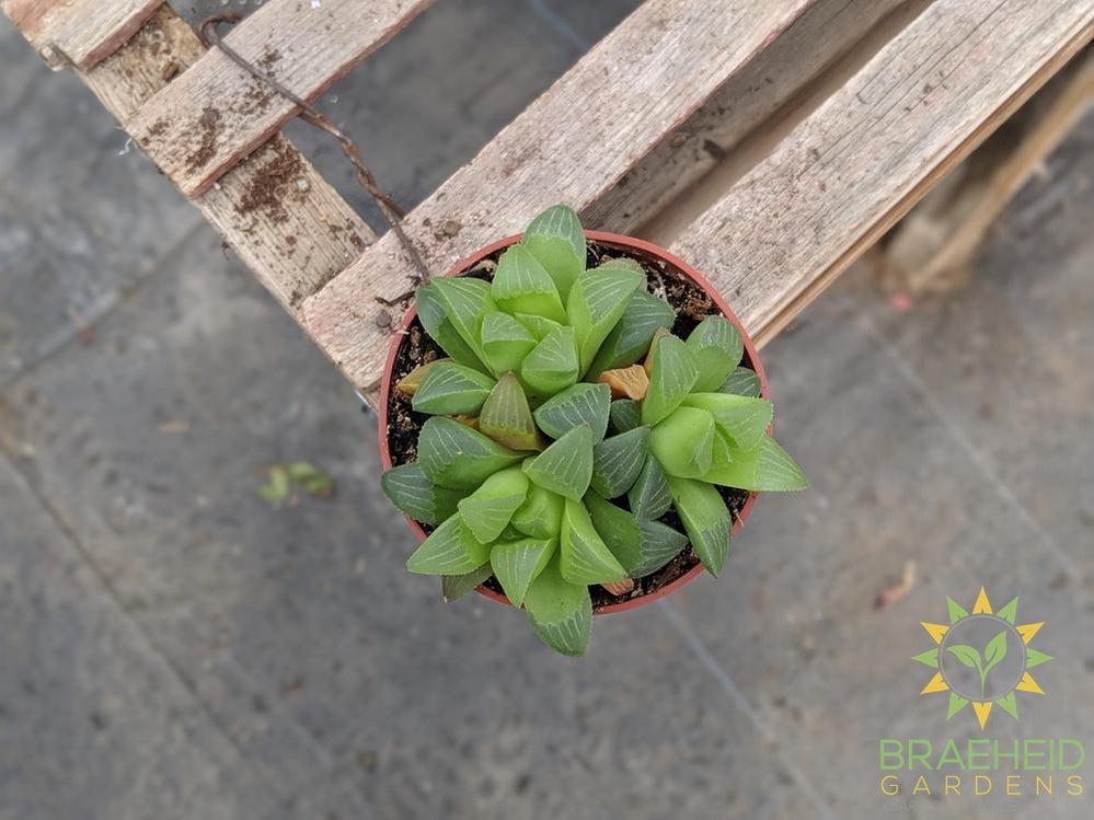 Mirabilis Haworthia