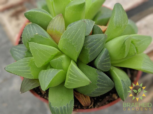 Mirabilis Haworthia