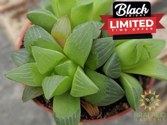 Mirabilis Haworthia