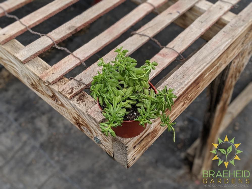 Peperomia Axillaris