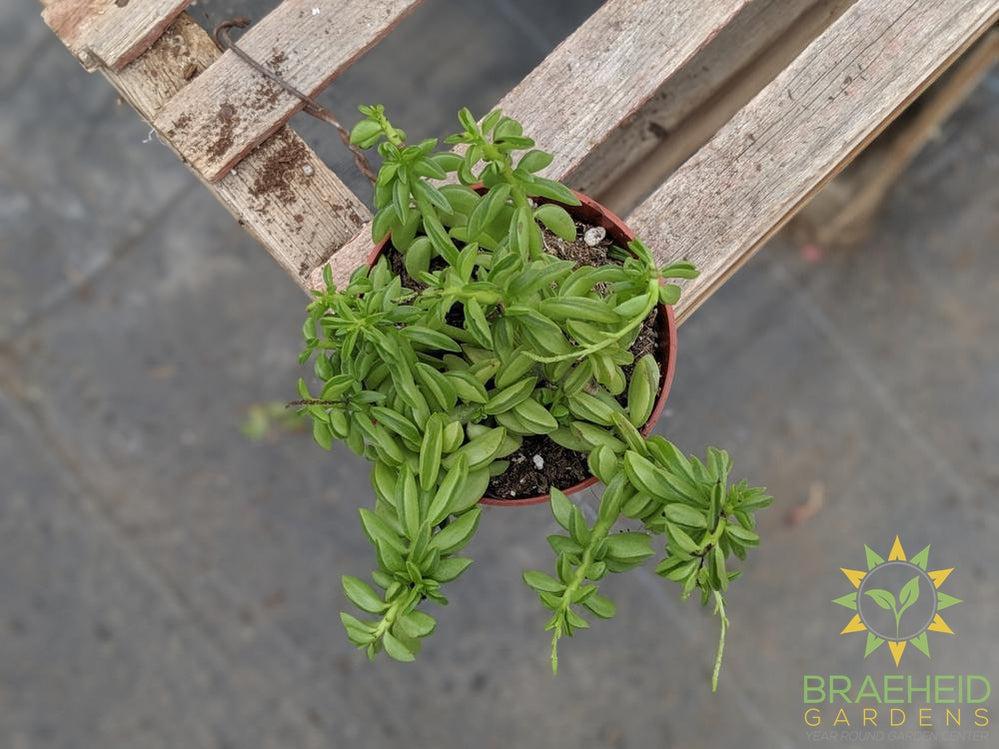 Peperomia Axillaris