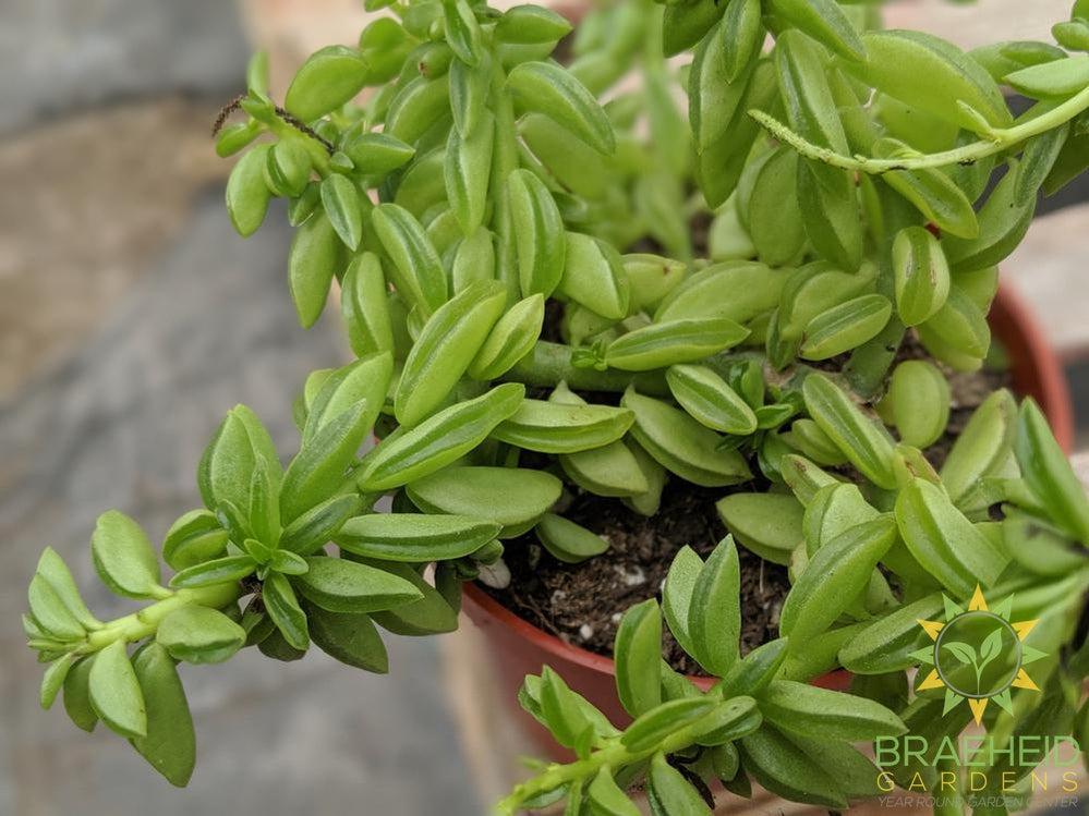 Peperomia Axillaris