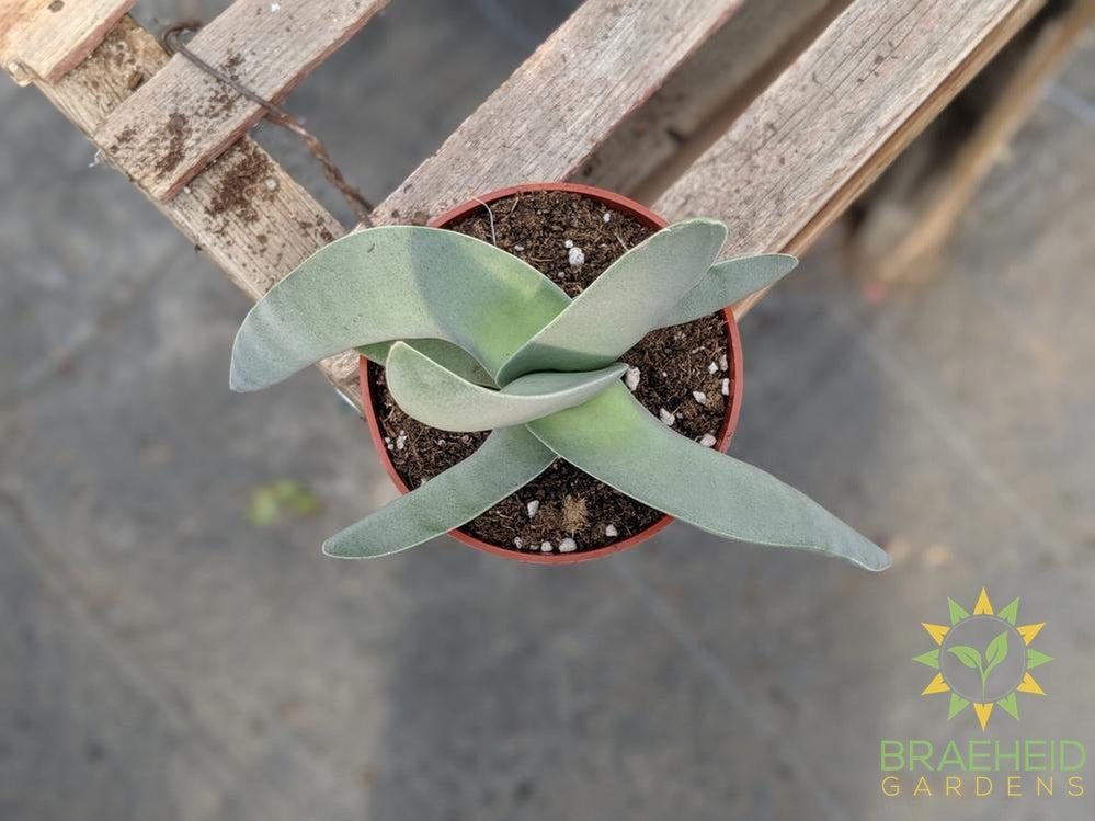 Propeller Plant - Crassula falcata