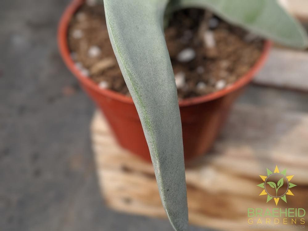 Propeller Plant - Crassula falcata