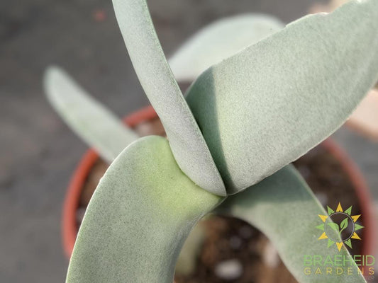 Propeller Plant - Crassula falcata