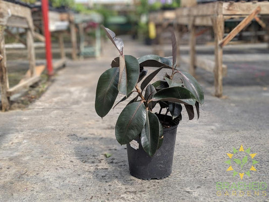 Large Rubber Tree - Ficus Robusta - NO SHIP