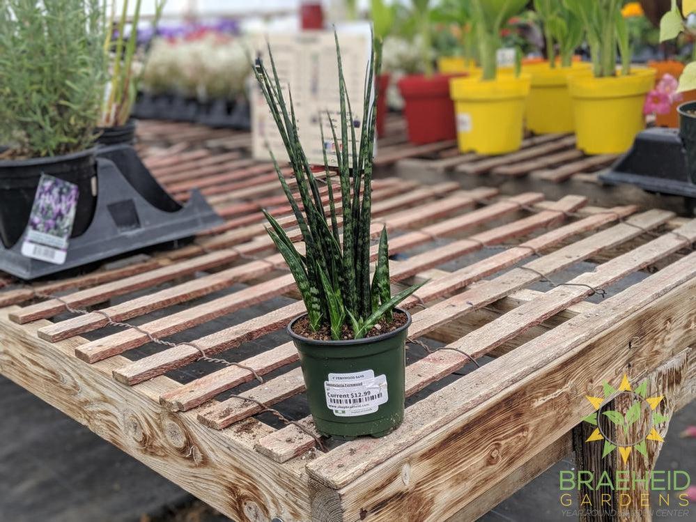Sansevieria Fernwood
