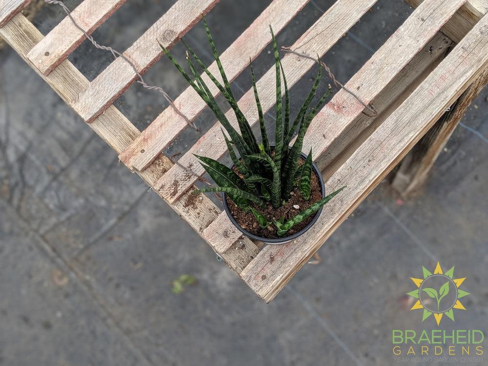 Sansevieria Fernwood