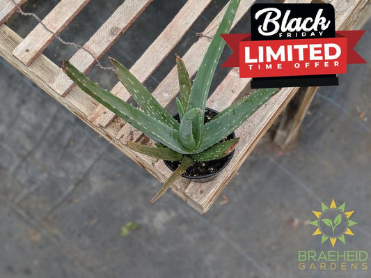 Browse Aloe online. Medicinal & Ornamental