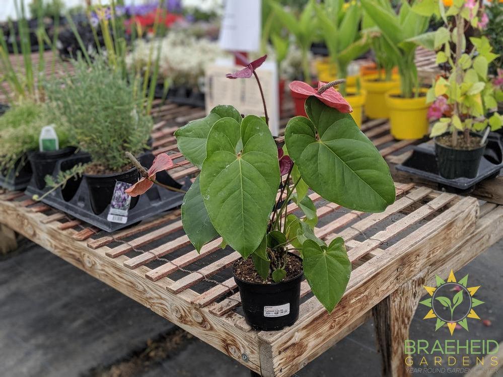 Anthurium Flamingo Flower | Buy online Canada
