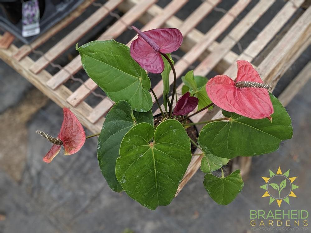 Anthurium plant | Shop Canada