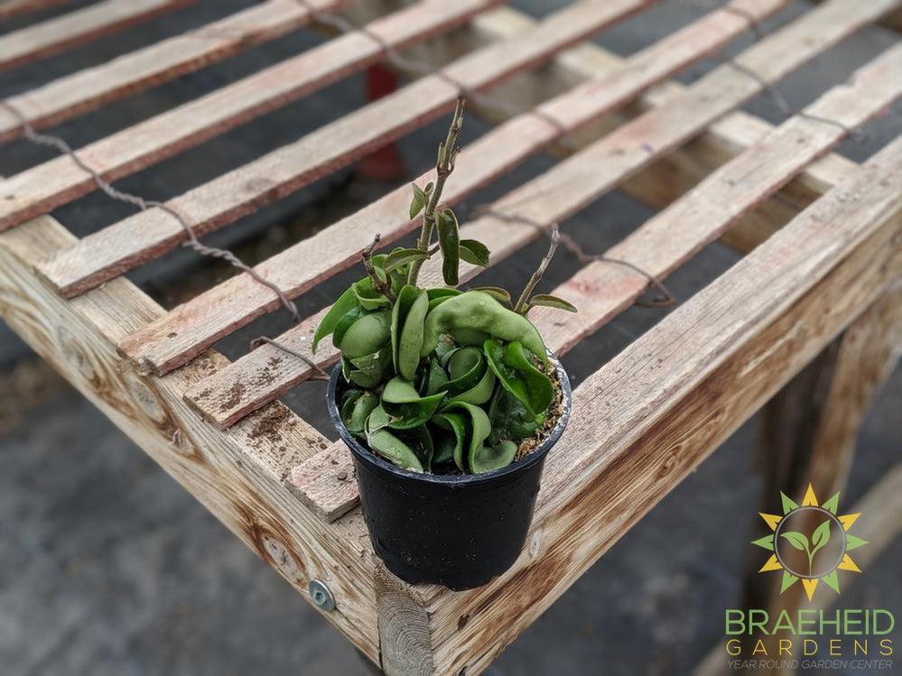 Buy Hoya Carnosa Hindu Rope online in Canada