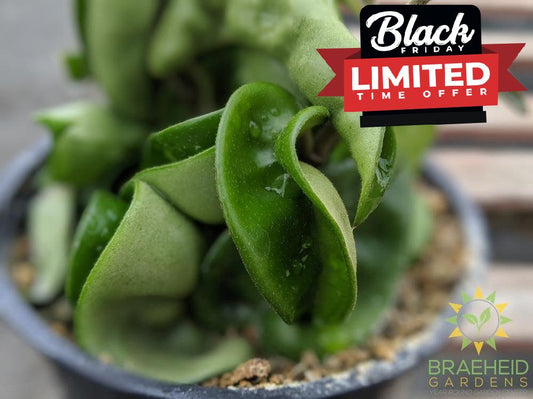 Hindu Rope Hoya, ships in Canada.