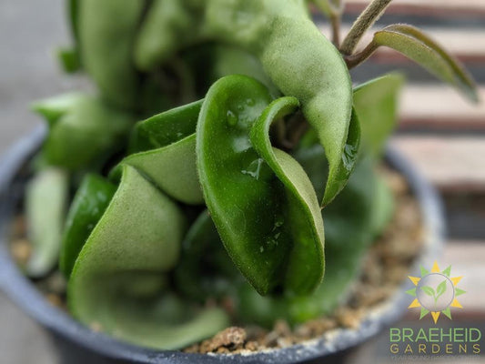 Hindu Rope Hoya, ships in Canada.