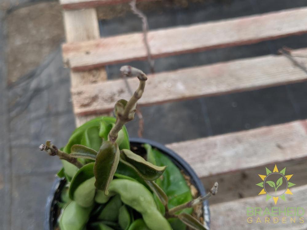 Hindu Hoya grown in Alberta, Canada wide Shipping