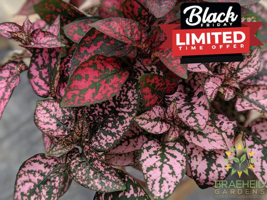 Polka Dot Plant (Open to see varieties available)