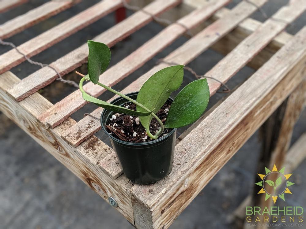 Order Hoya Bicknellii Canada