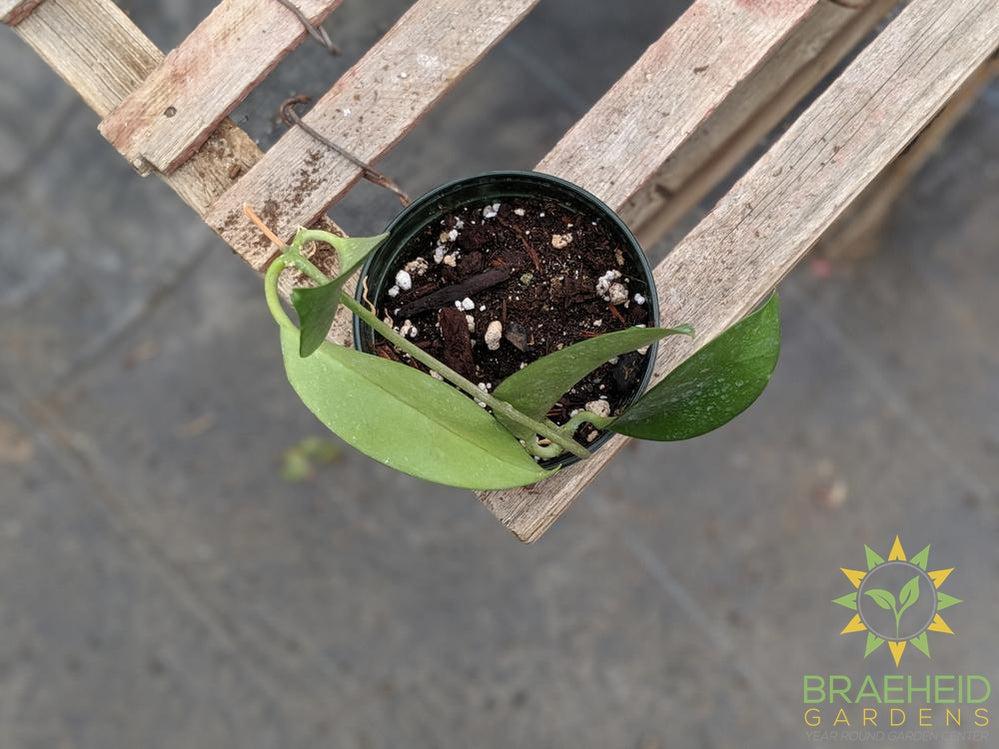 Buy small Hoya Bicknellii Canada
