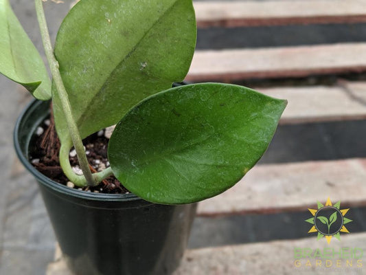 Hoya Bicknellii leaf shape