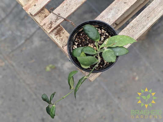Buy Hoya Myrmecopa in Canada