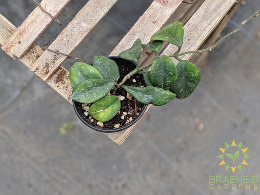 Buy Hoya Motoskei in Canada