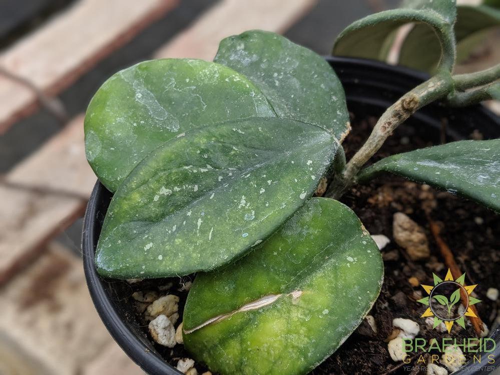 Hoya Motoskei leaf shape