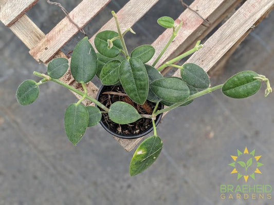 Order online Hoya Cv. Monette Canada