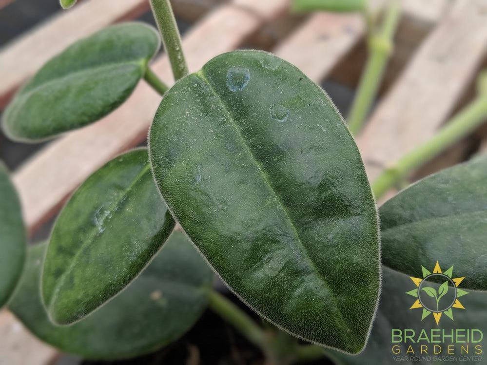 Buy Hoya Cv. Canada wide Shipping