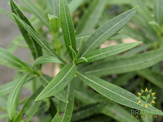 Large Oleander Dwarf Salmon - NO SHIP