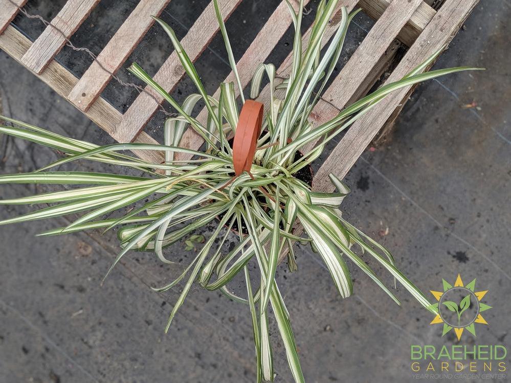 Spider Plant Hanging Basket
