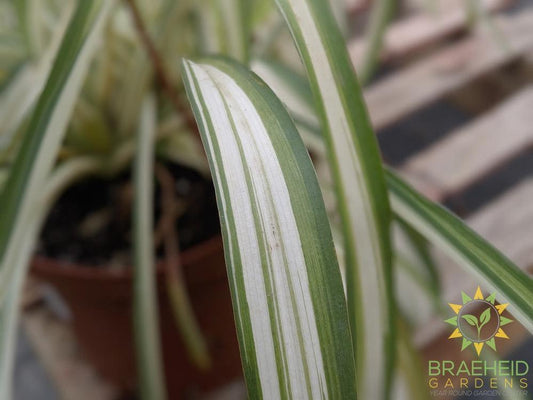 Spider Plant Hanging Basket