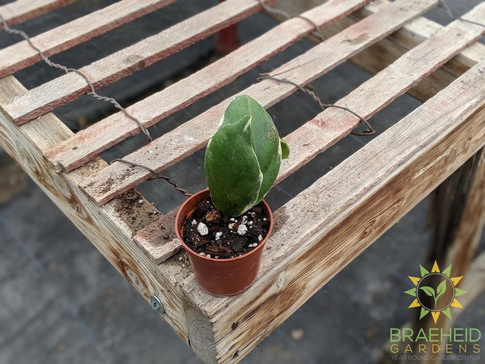 Order Hoya Incrassata Veriegated online Canada