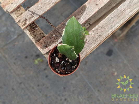 Buy Hoya Incrassata veriegated Canada wide Shipping