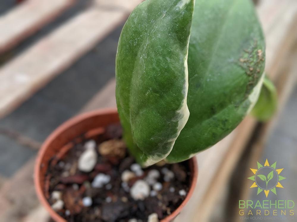 Hoya Incrassata veriegated Leaf