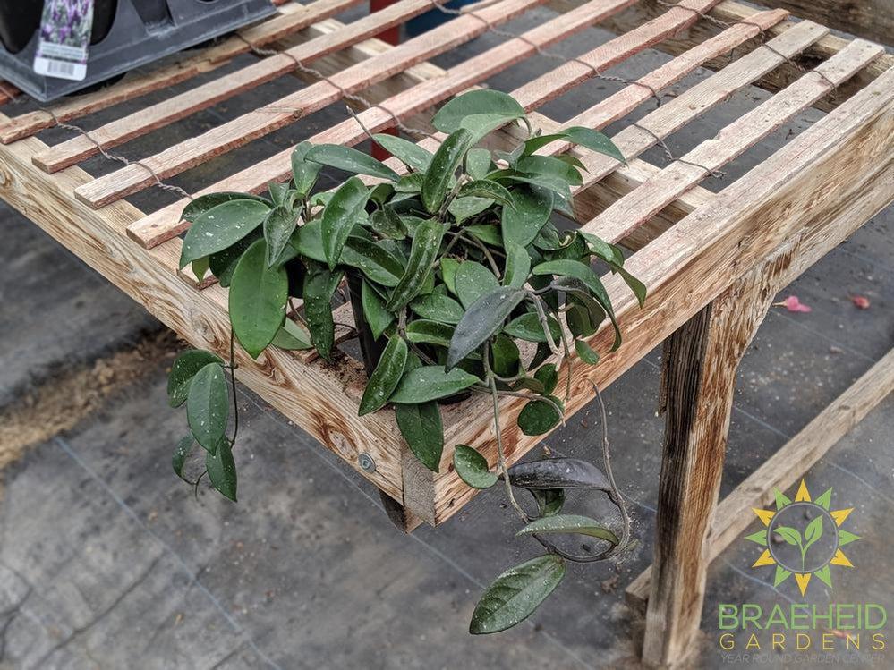 Hoya Carnosa Wax Plant | Buy in Canada
