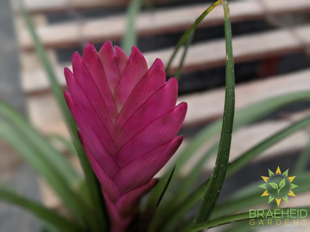 Tillandsia Cyanea (Volcano plant)