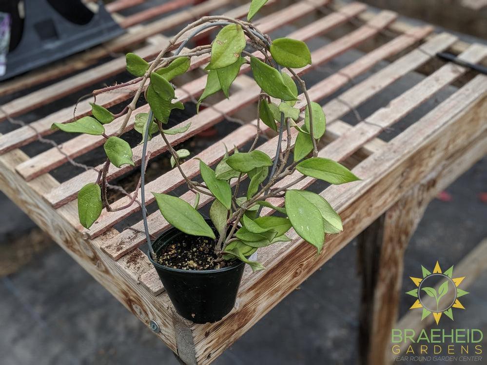 Shop Hoya Pubicalyx online Canada