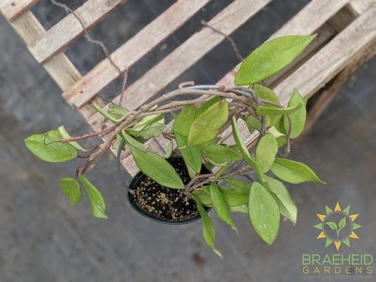 Order Hoya Pubicalyx Royal Hawaiian Purple online Canada wide Shipping