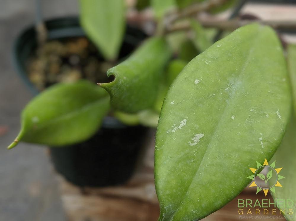 Hoya Pubicalyx Royal Hawaiian Purple Leaf shape