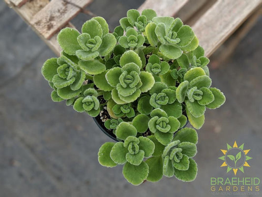 Cuban Oregano - Coleus -NO SHIP-