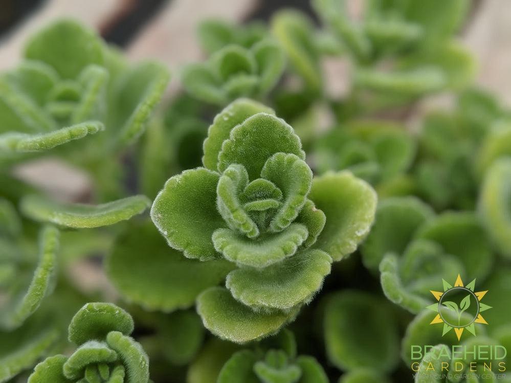 Cuban Oregano - Coleus -NO SHIP-